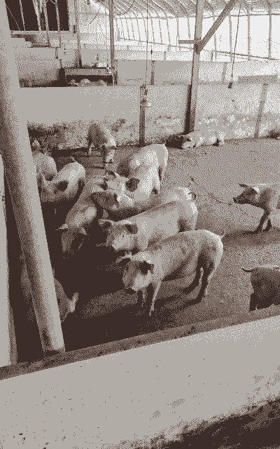 三元母猪一般下崽多少