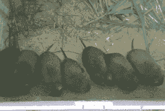 黑豚鼠肉买多少钱一斤