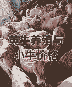 广西黄牛牛苗多少钱一头