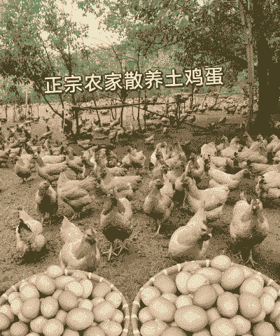 散养柴鸡一年产多少蛋