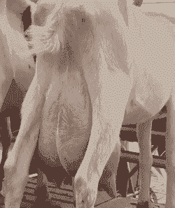 羊一天的产奶量是多少