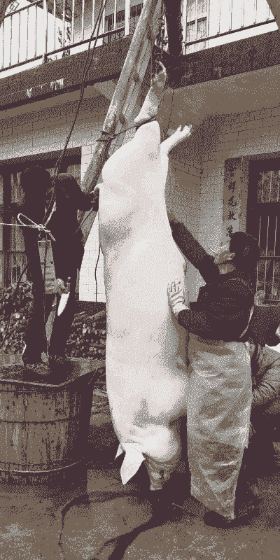 4月龄的猪能长到多少斤