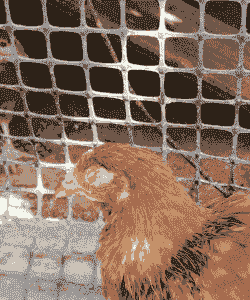 肉鸡支原体症状