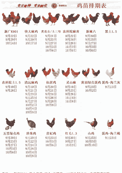 肉鸡苗价格最新报价