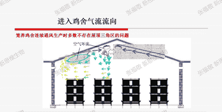 肉鸡如何通风