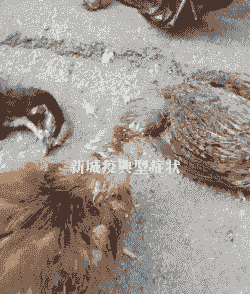 肉鸡新城疫的症状