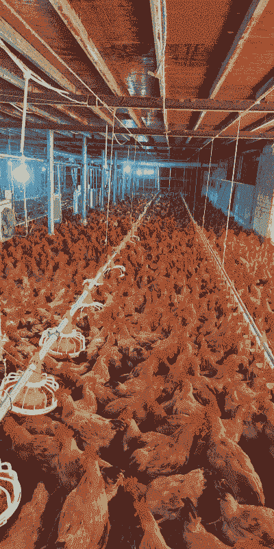 肉鸡养殖前景如何