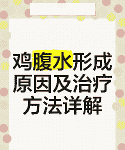 肉鸡腹水怎么治疗方法