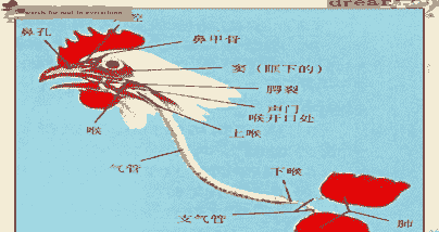 肉鸡呼吸道怎么治疗