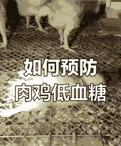 肉鸡低血糖