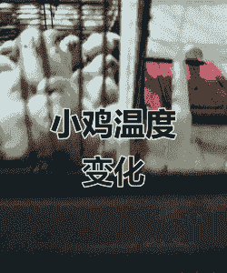 肉鸡育雏温度太高