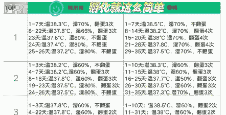 白羽肉鸡孵化温度