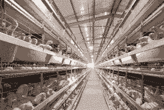 中国养肉鸡基地