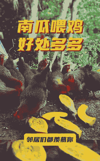 肉鸡怎么喂南瓜
