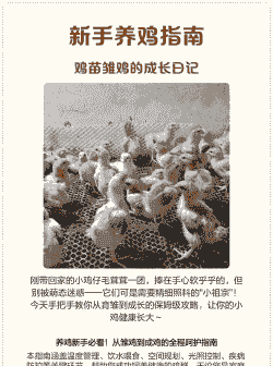 肉鸡如何饲养的