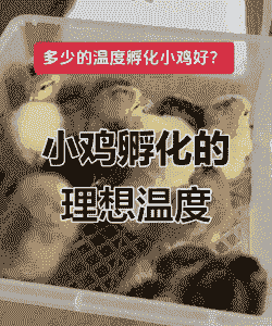 肉鸡最佳孵化温度