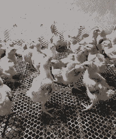 肉鸡苗哪里有卖