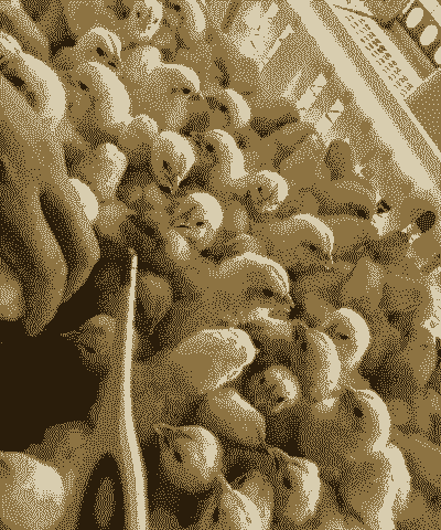 肉鸡养殖适宜地温度