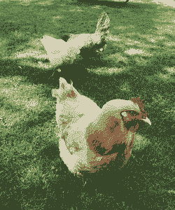 白羽肉鸡联盟多少家