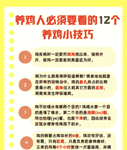 肉鸡是怎么养的