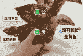 怎么分辨肉鸡和蛋鸡