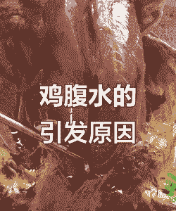 肉鸡腹水症的治疗