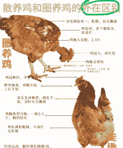 土鸡与肉鸡如何分辩