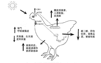 温度对肉鸡的影响