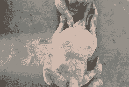 肉鸡吃什么长得肉多