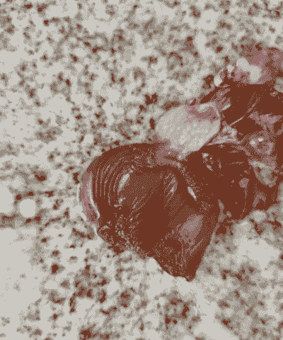 肉鸡药物中毒症状