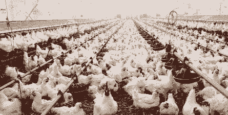 我国白羽肉鸡最大的企业