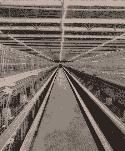 养肉鸡的最新技术