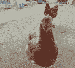 肉鸡几个月开始下蛋