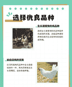 肉鸡怎么养长的快