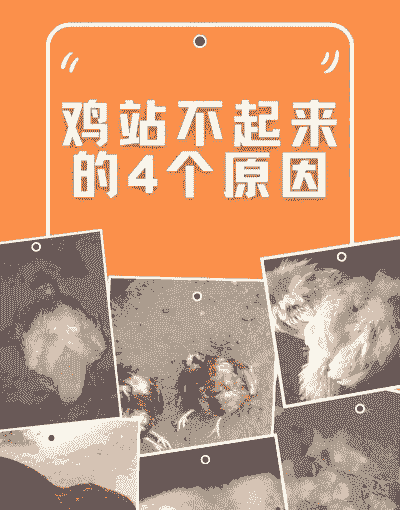 肉鸡站不起来什么原因
