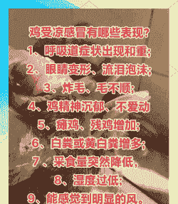 肉鸡感冒不好怎么办