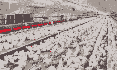 中国最大的肉鸡养殖基地