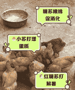 小苏打喂肉鸡的用量