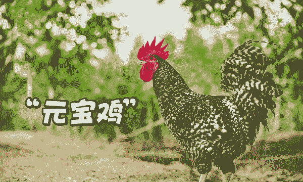 山东省的肉鸡品种