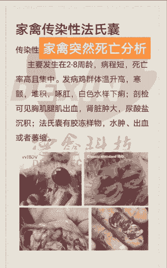 肉鸡法氏囊多少天能好