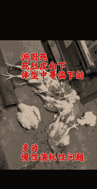 白羽肉鸡死亡率是多少