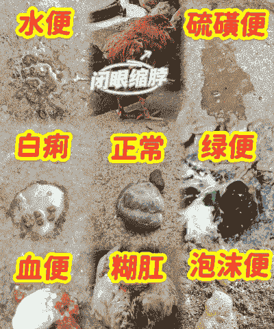 蛋鸡粪和肉鸡粪哪个好