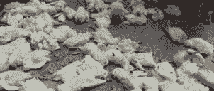 肉鸡死亡率多少是正常