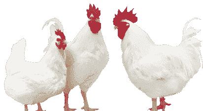 白羽肉鸡型鸡多少天出栏