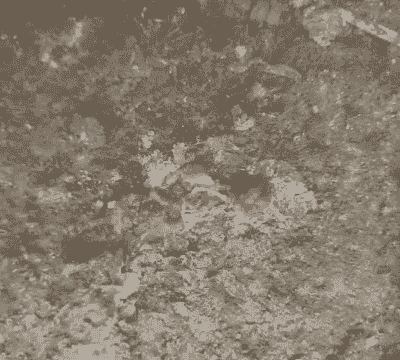 肉鸡拉黑粪怎么回事