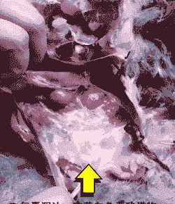 肉鸡气囊炎是怎样引起的