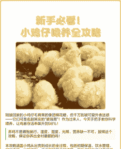 能否用肉鸡饲料喂蛋鸡