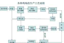肉鸡的生产工艺流程
