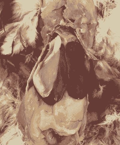 肉鸡腹膜炎的治疗方法