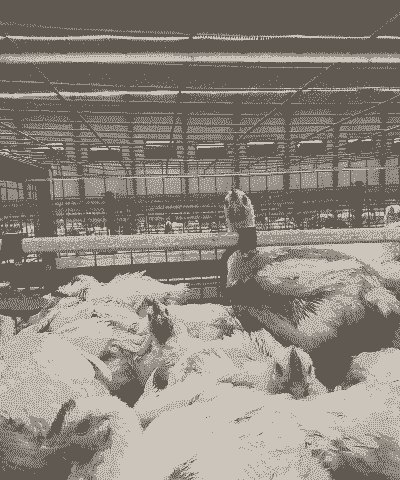 白羽肉鸡是肉食鸡吗